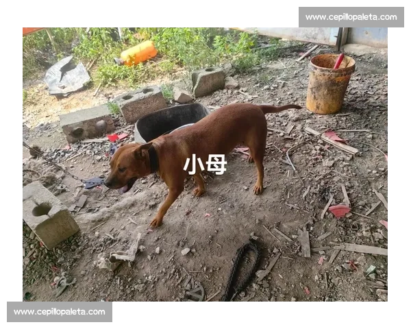 国内顶级比特犬竞技赛事全解析与养护技巧分享