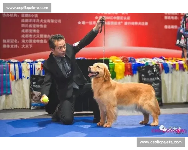 拉布拉多犬竞技赛场风采展示精彩瞬间精彩不容错过
